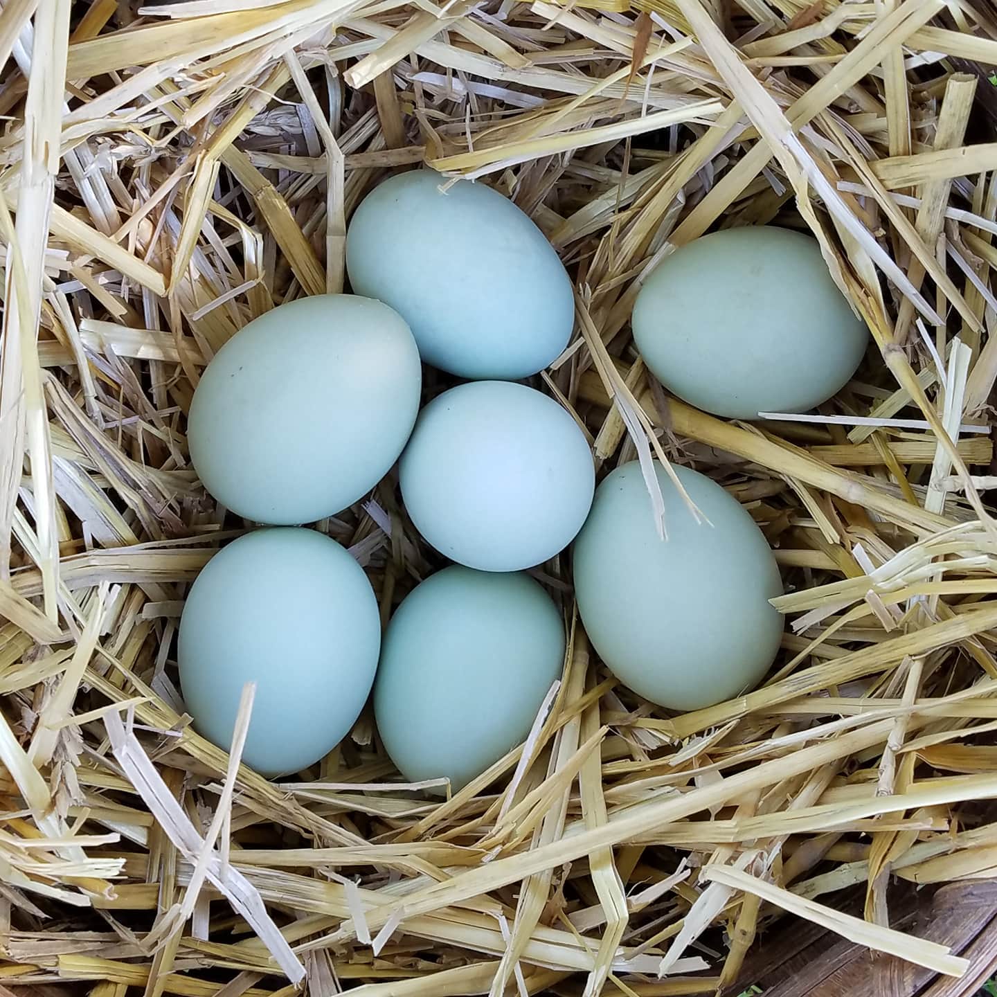 Crested Cream Legbar Blue Eggs (Coming Soon!)