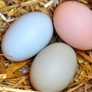 Dozen (12) Easter Eggers